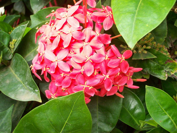 ixora rouge ecarlate